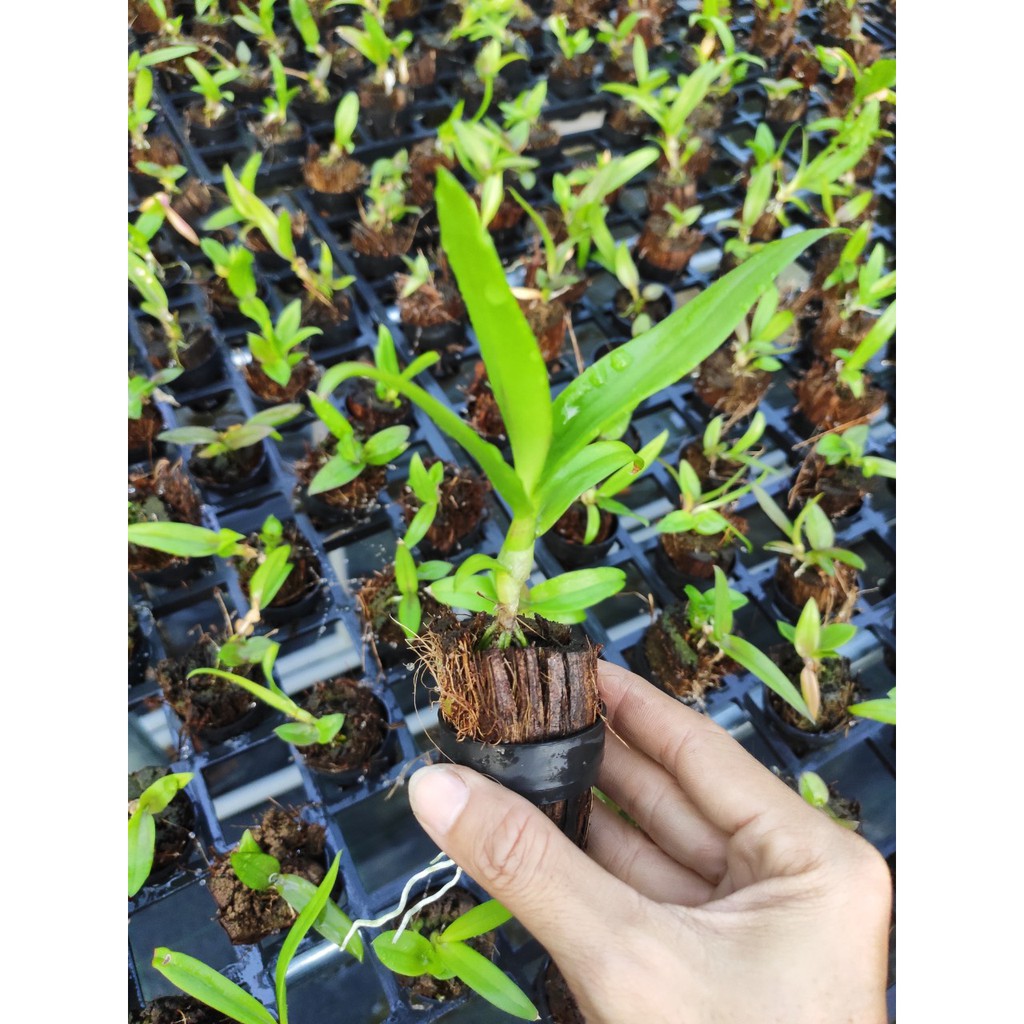 Cây giống lan Dendro 4N lai (Mã 4N)