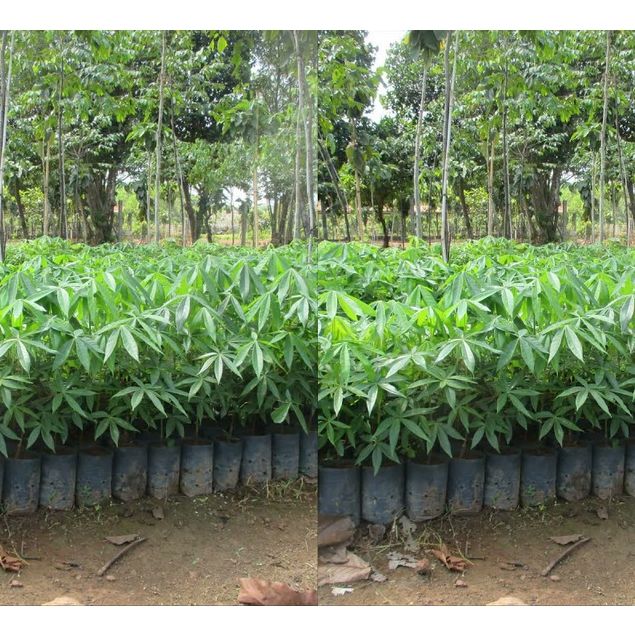 CÂY GIỐNG TRÔM LẤY MỦ (uacj bảo hành )