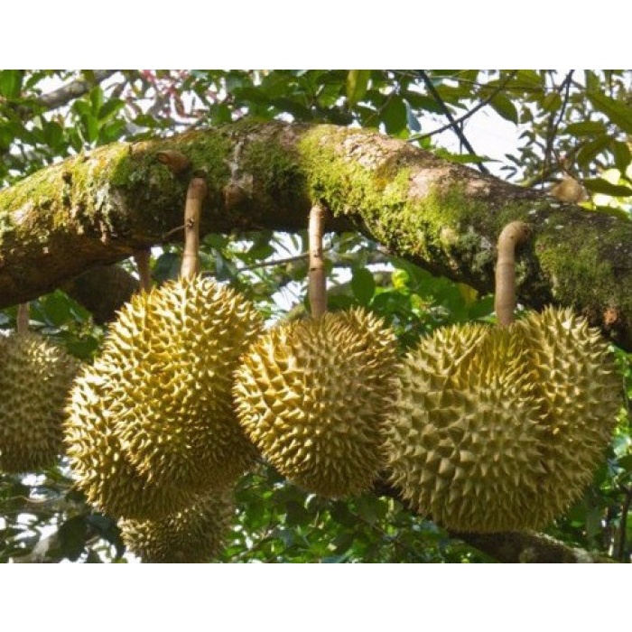 CÂY GIỐNG SẦU RIÊNG MONTHONG THÁI LAN (sầu riêng Dona)