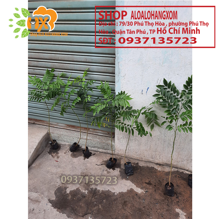 [HCM]combo 5 cây sưa đỏ -cây giống cao từ 15-35 cm