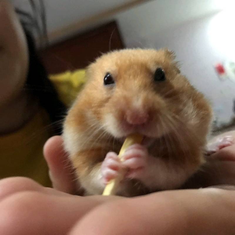 Đế bình nước dành cho Hamster/ Sóc/ Nhím