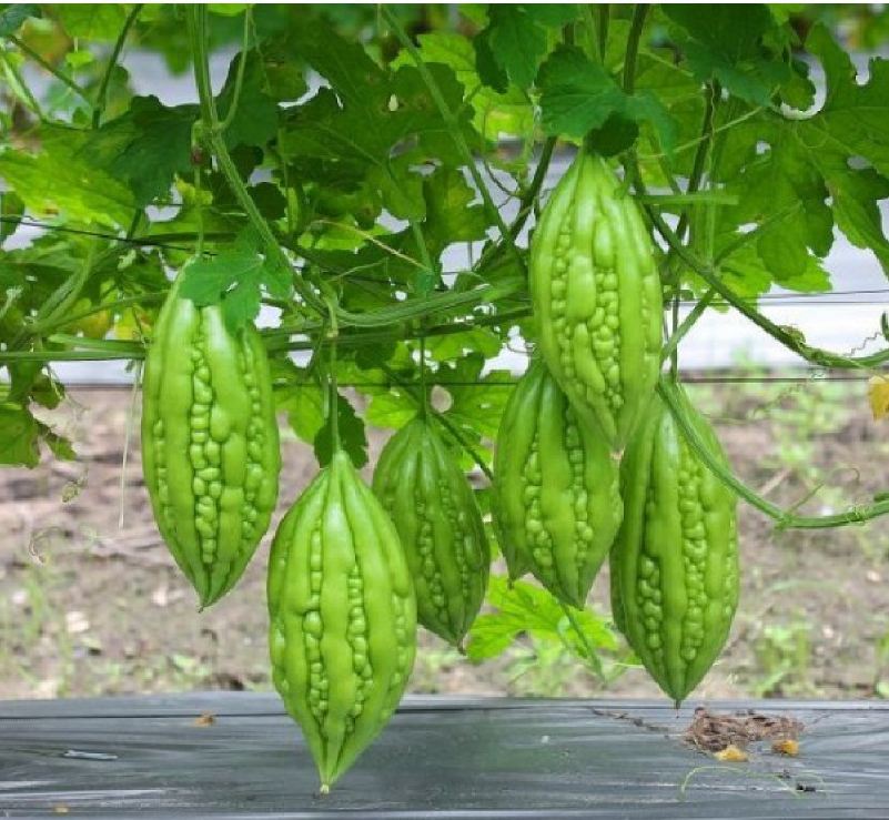 Hạt giống khổ qua mỡ ta - Gói 10 Hạt