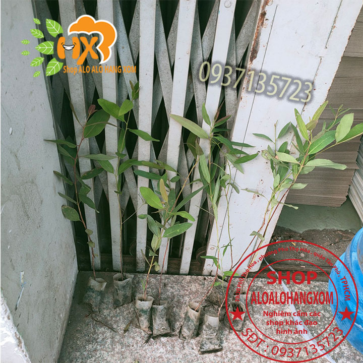 combo 50 cây bạch đàn cao sản cây giống