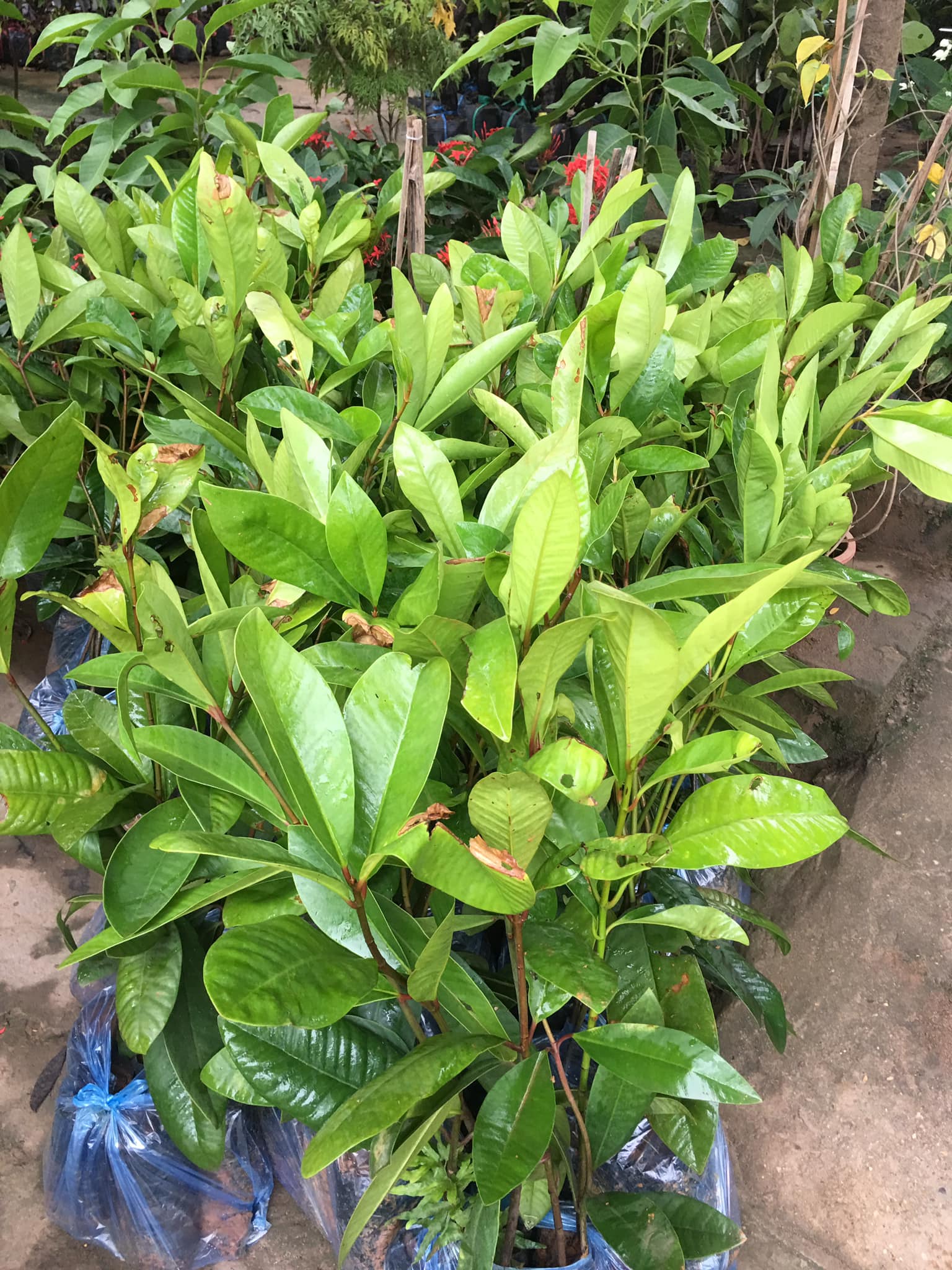 Cây dọc rừng giống khỏe đẹp