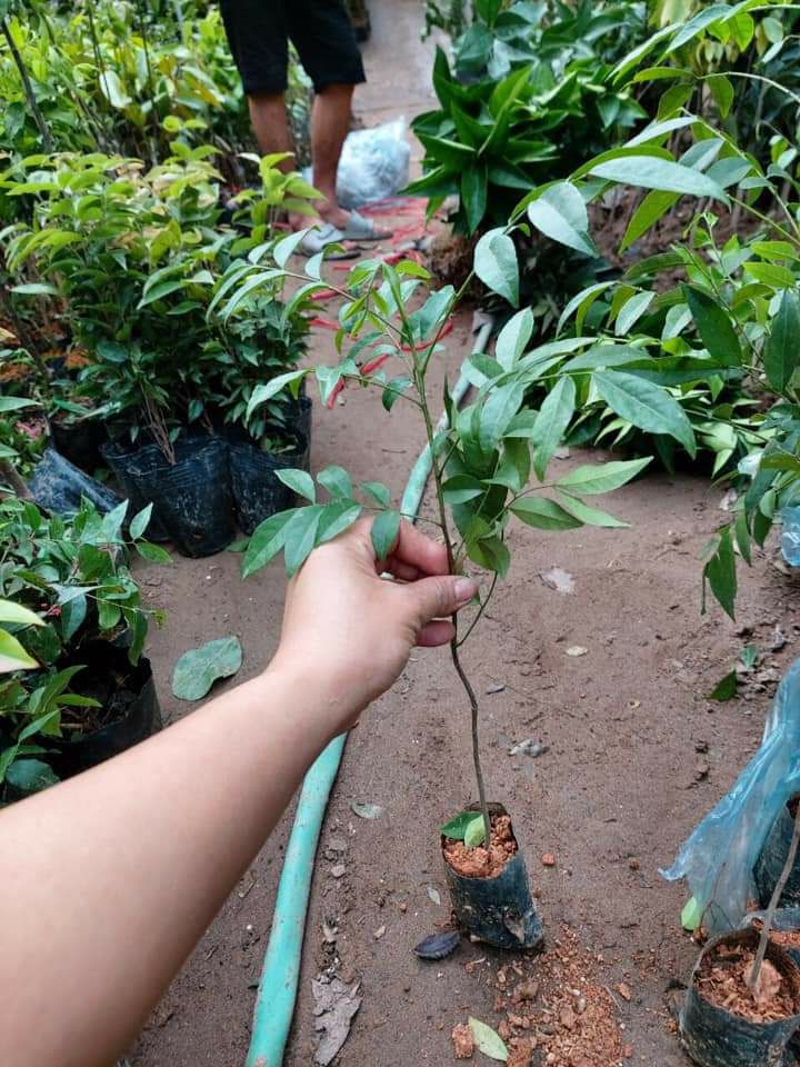 cây mắc mật siêu khỏe