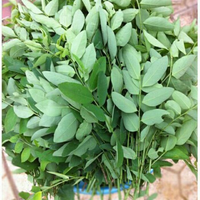 hạt giống rau bồ ngót - gói 1gram