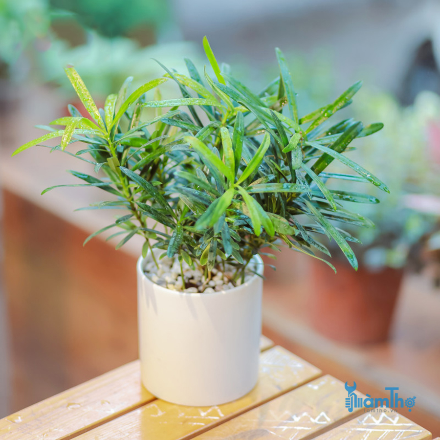 Cây Tùng la hán mini de bàn cực xinh