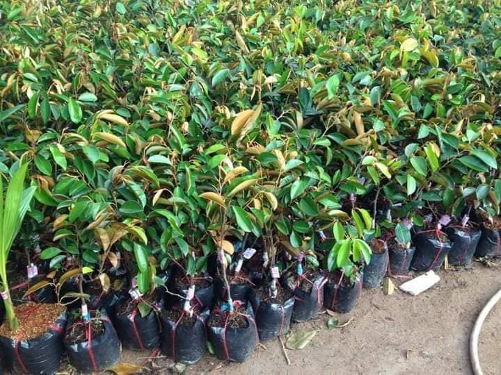 Cây giống vú sữa Lò Rèn