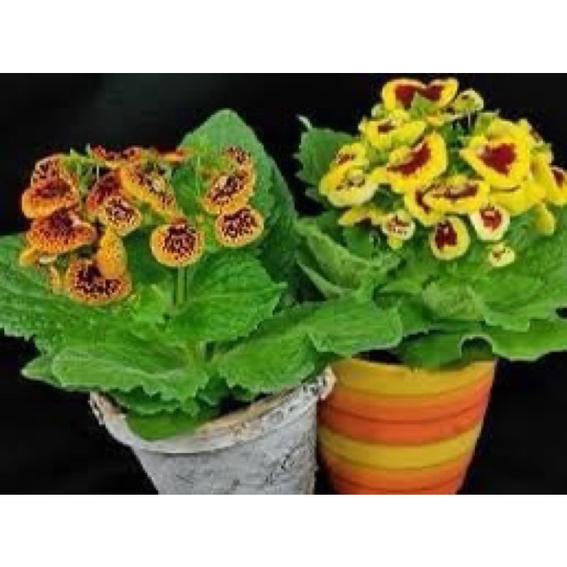Củ hoa Huyền sam hoa tết(1set 5củ)