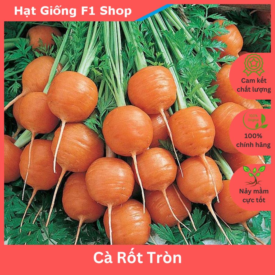Hạt giống cà rốt tròn baby trồng chậu