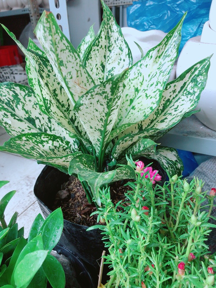 Cây Ngọc Ngân Size Lớn
