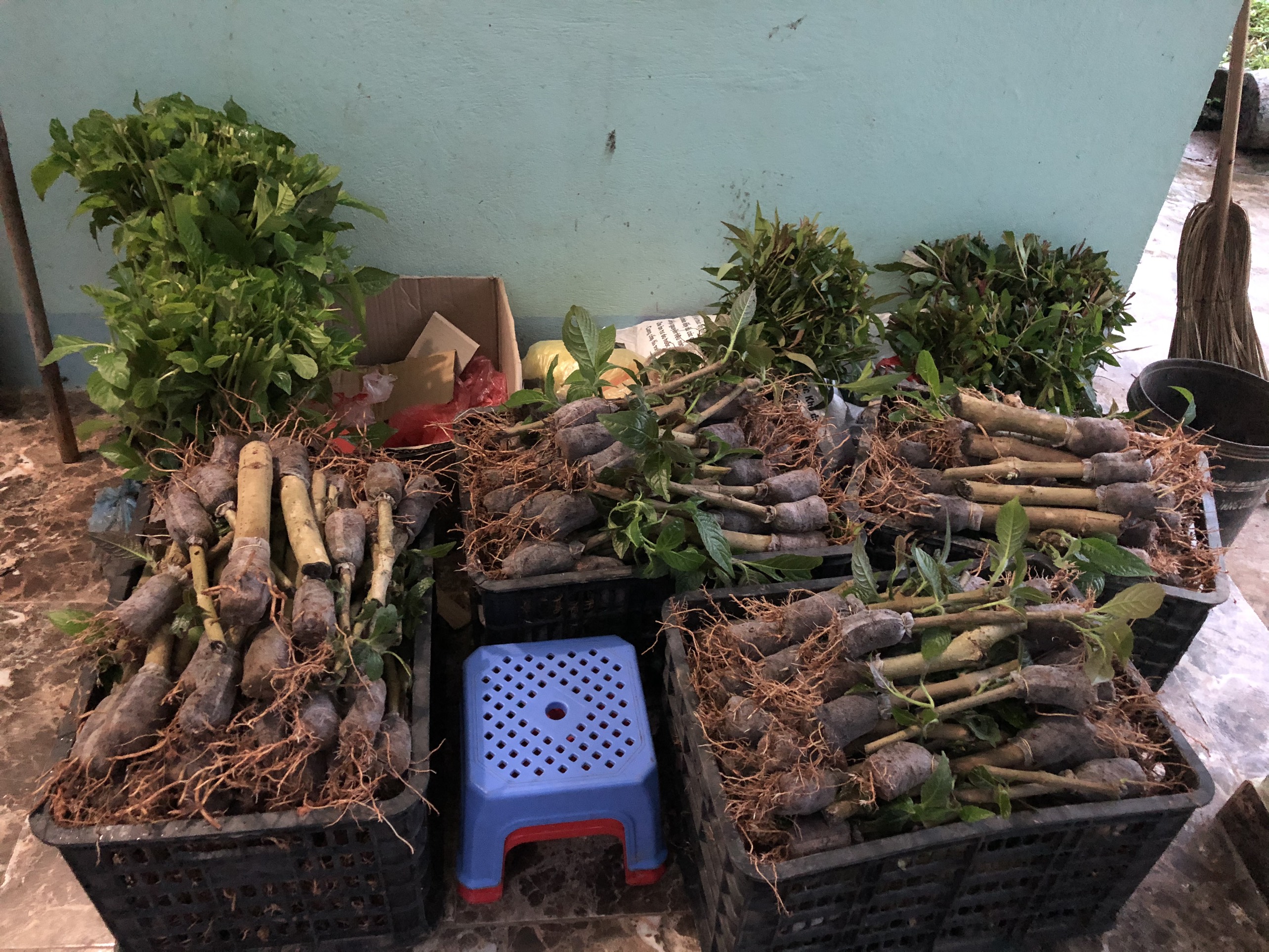 20 Cây chè khổng lồ