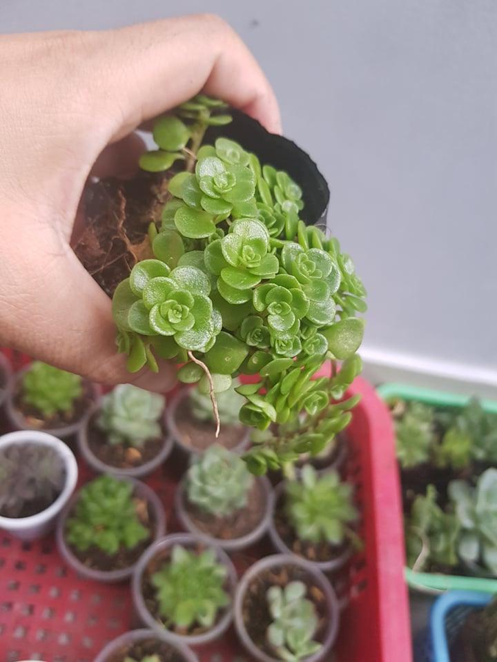 Sen Đá Sedum Vảy Cá Xanh