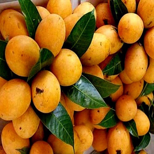 [Học Viên Nông Nghiệp I ] CÂY GIỐNG QUẢ BIWA SIÊU NGỌT, SIÊU QUẢ, SIÊU NĂNG SUẤT,SIÊU KINH TẾ- CAM KÊT GIỐNG CHUẨN F1