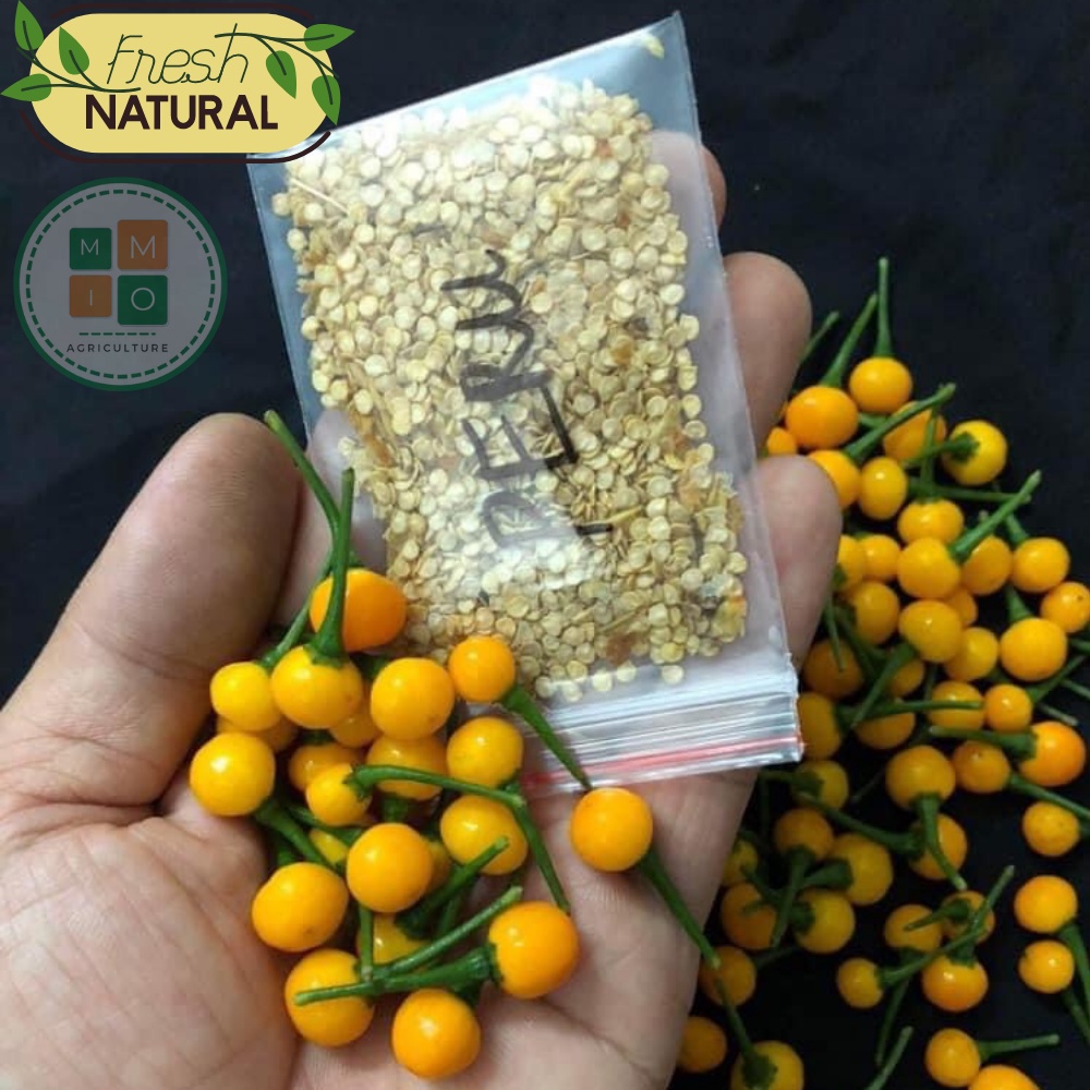 Hạt giống ớt Peru Charapita đắt nhất thế giới