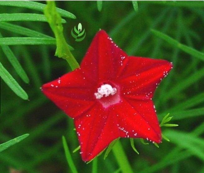 4 Hạt giống hoa tóc tiên đỏ