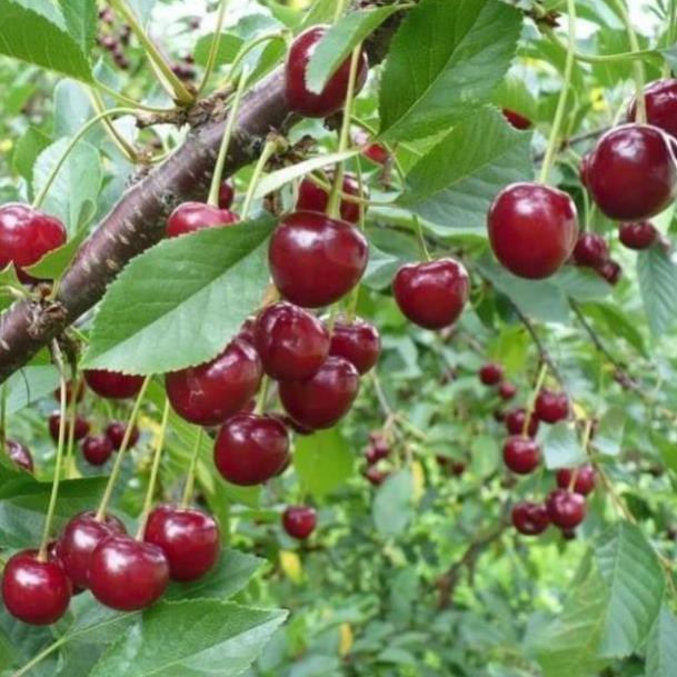 💥 CÂY CHERRY ANH ĐÀO RA QUẢ QUANH NĂM