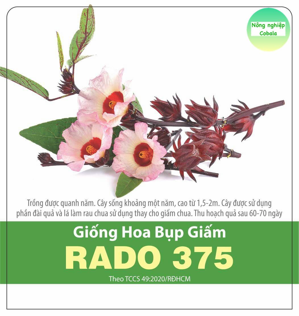 Hạt Giống Hoa Bụt Giấm (2gr)