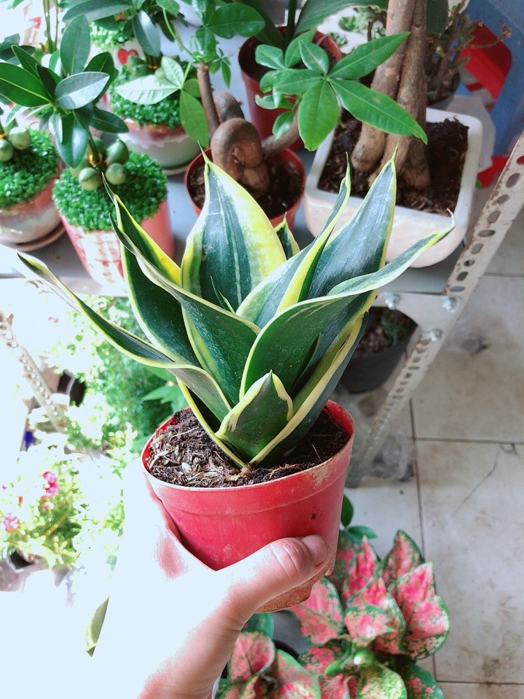 [HCM]Cây Lưỡi Hổ Thái Xanh
