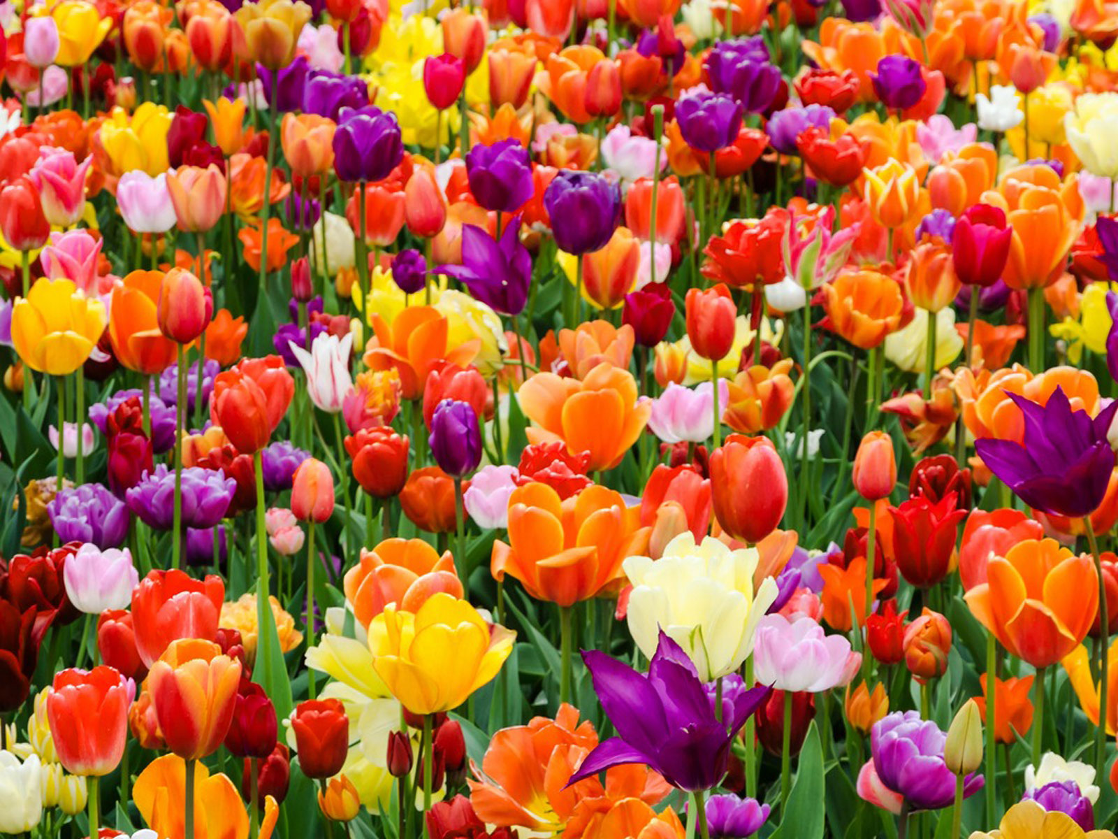 Combo 5màu củ hoa TuLip (5 mầu ngẫu nhiên)