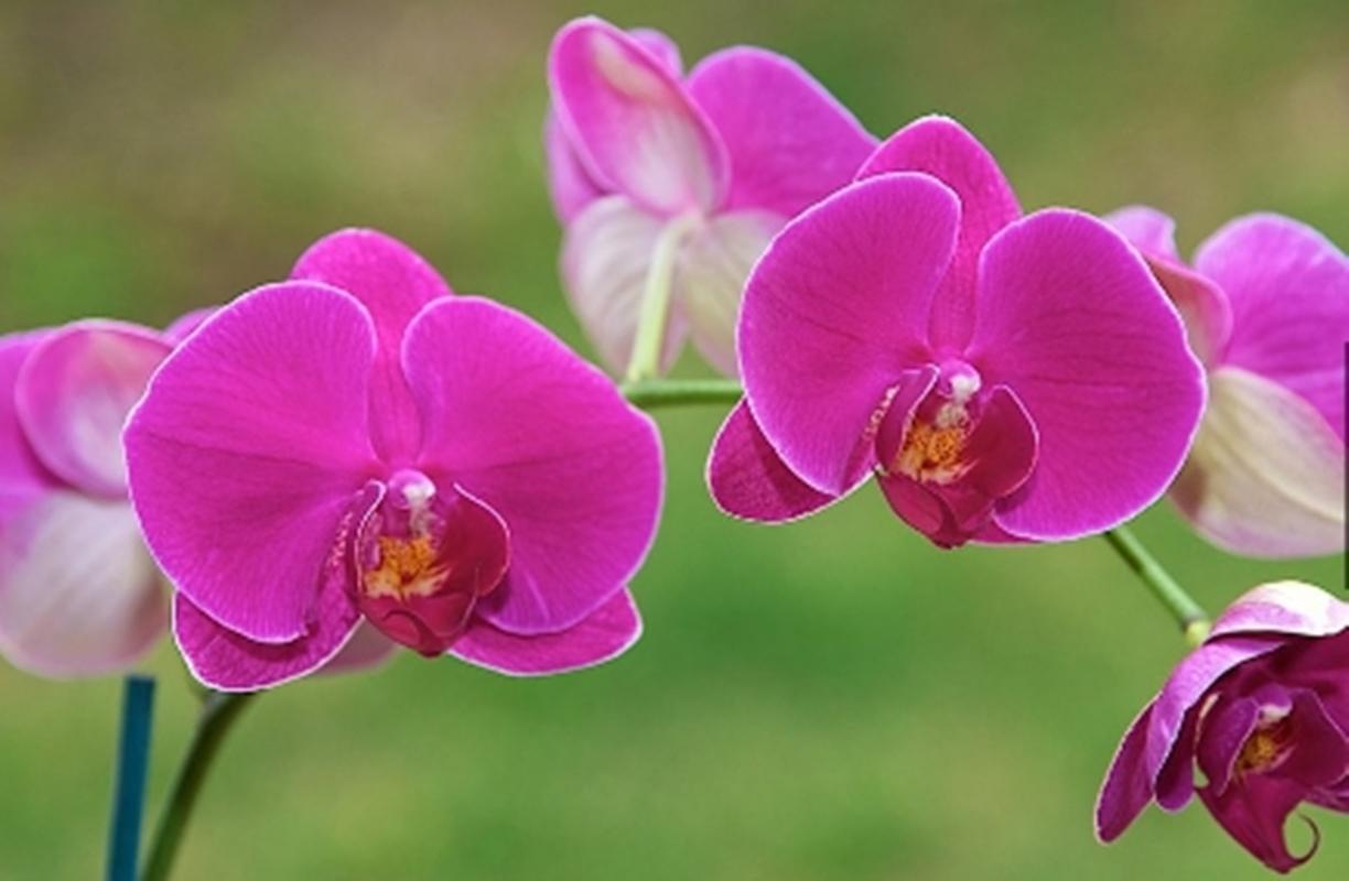 10 Hạt giống hoa Lan hồ điệp