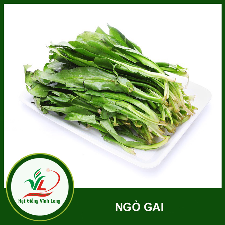 Hạt giống Ngò gai RD 76 - 10g