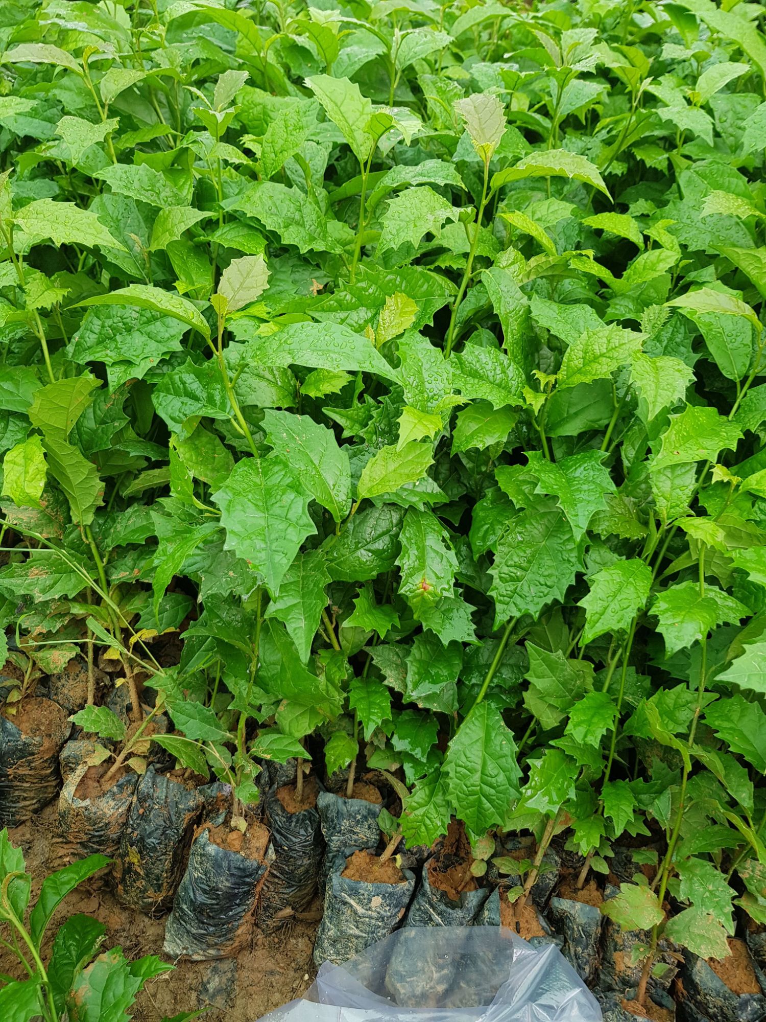Combo 5 Cây giống xạ đen