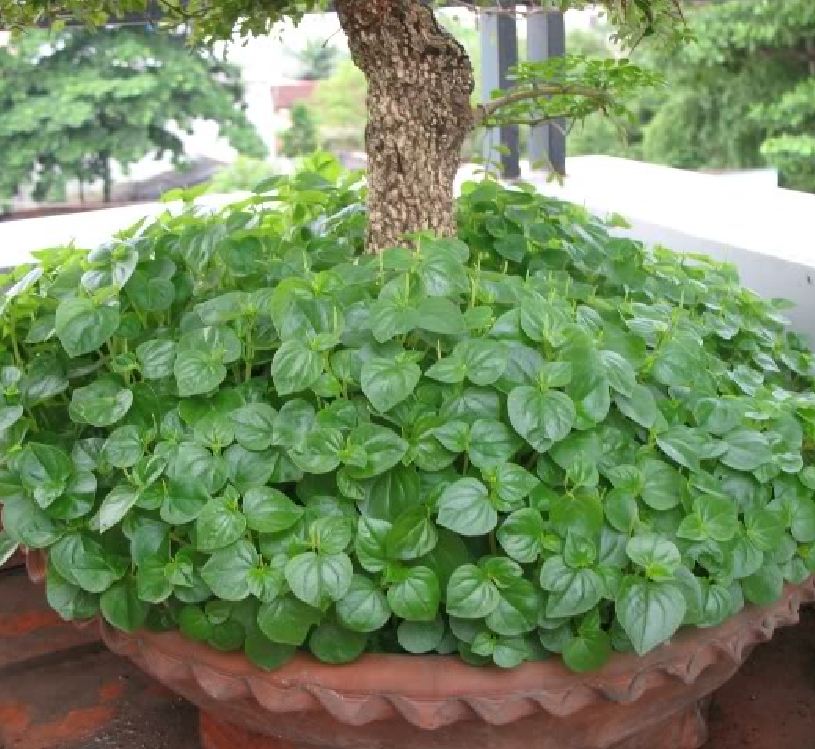"Gói 0.5Gr=2000 Hạt " Hạt Giống Rau Càng Cua