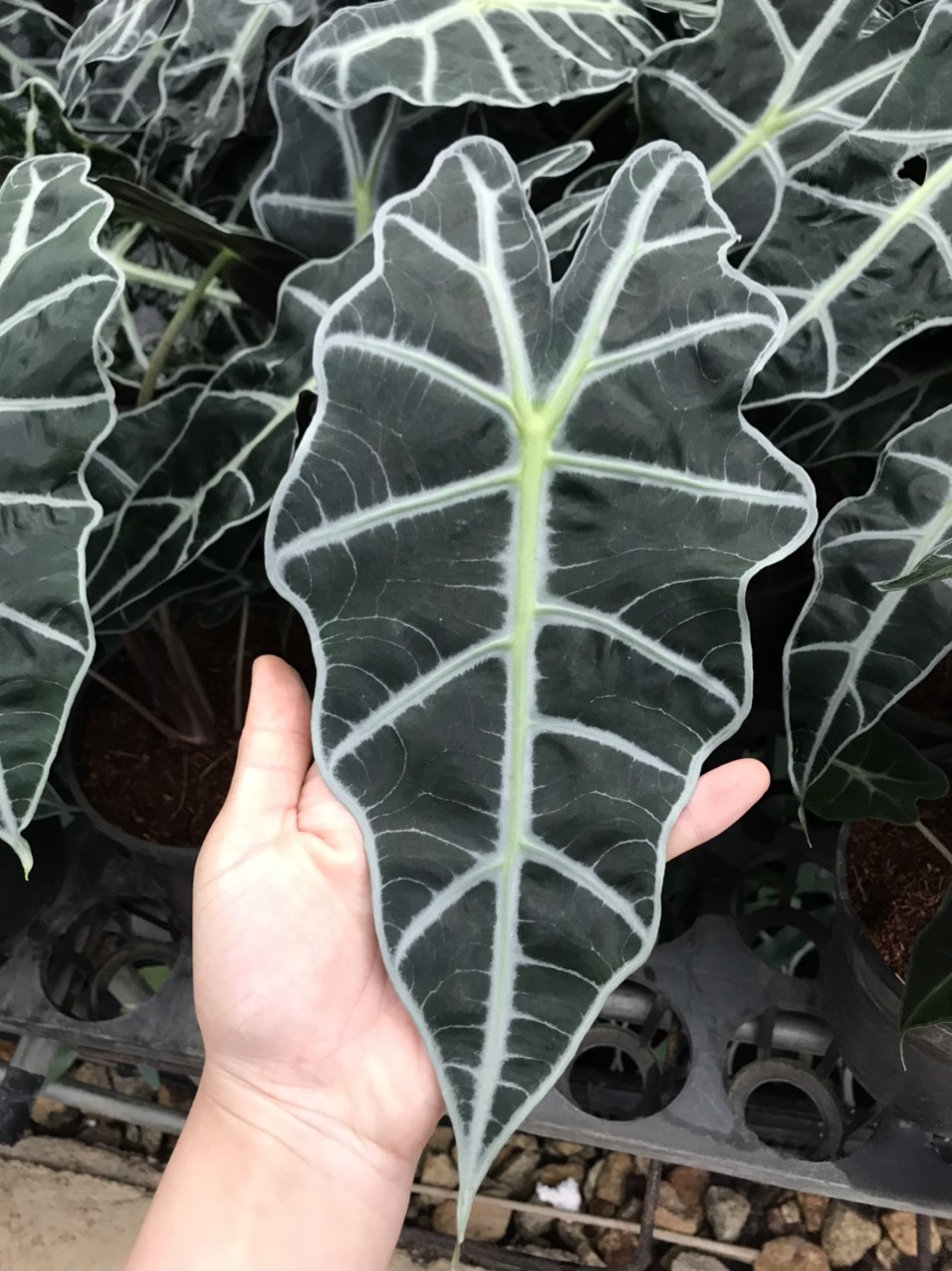 Môn quan âm Alocasia Amazonica (size lá hiện tại từ 20cm trở lên).