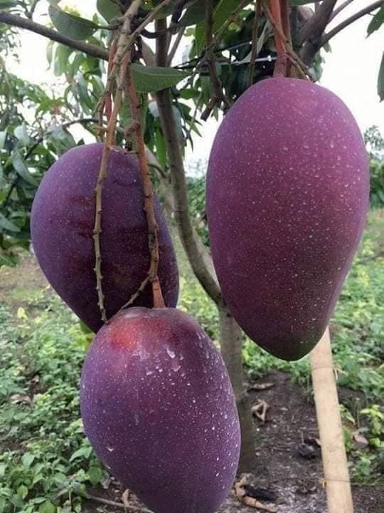 Cây xoài tím