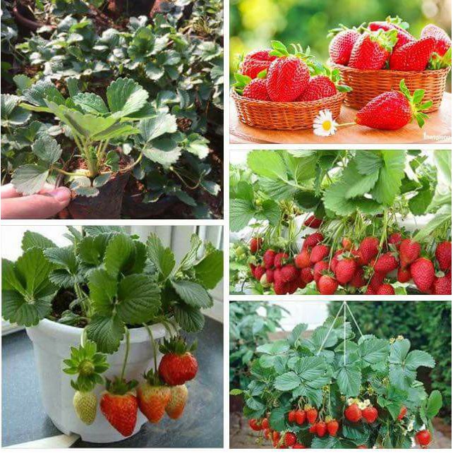 hạt giống dâu tây chịu nhiệt