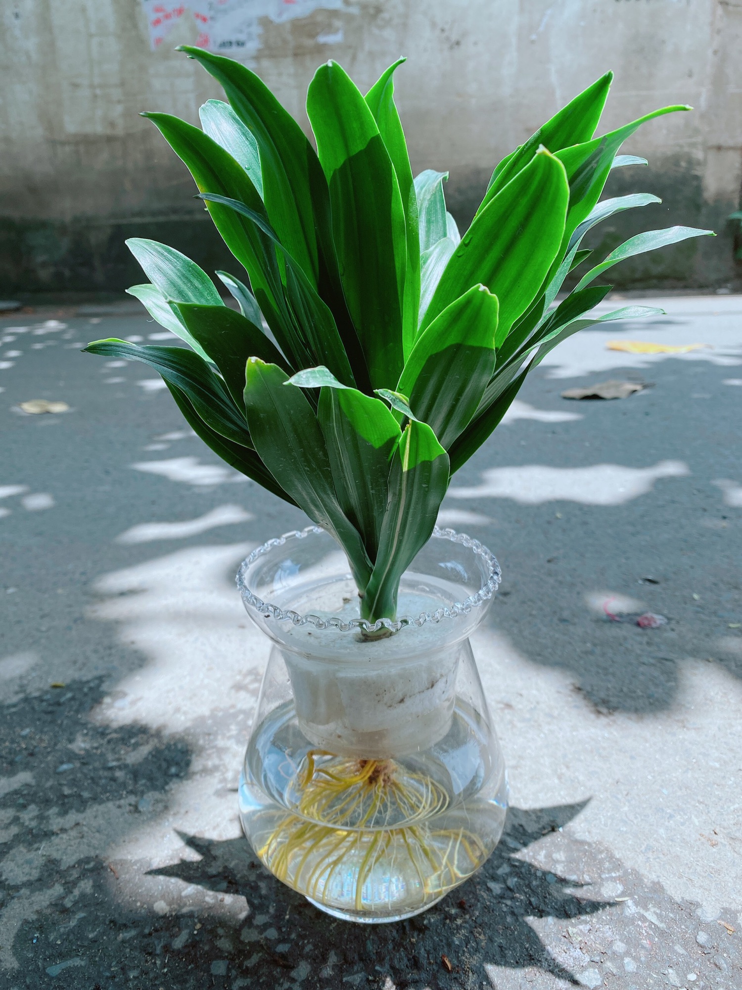 Chậu Cây Phát Tài Thuỷ Sinh