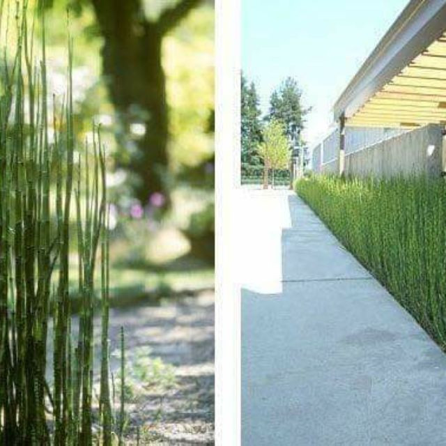 [Cây phong thủy] Thiền Trúc (Trúc không lá) - CayGiongTot