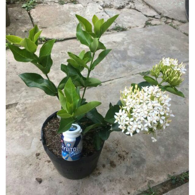 Cây MẪU ĐƠN TRẮNG