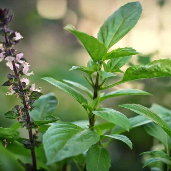 Sale Hạt giống rau húng quế chất lượng cao - Tặng kích mầm & Tài liệu hướng dẫn gieo trồng