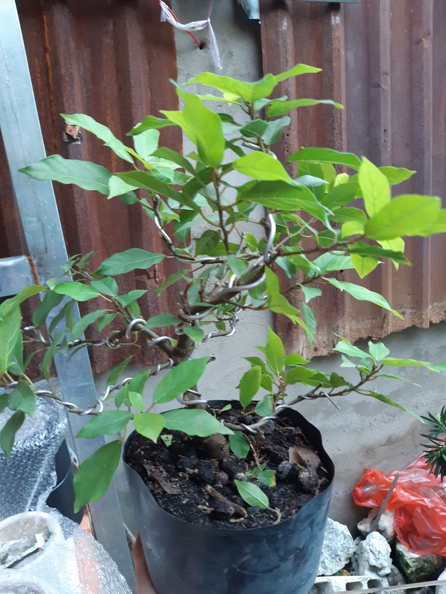 sung bonsai siêu trái