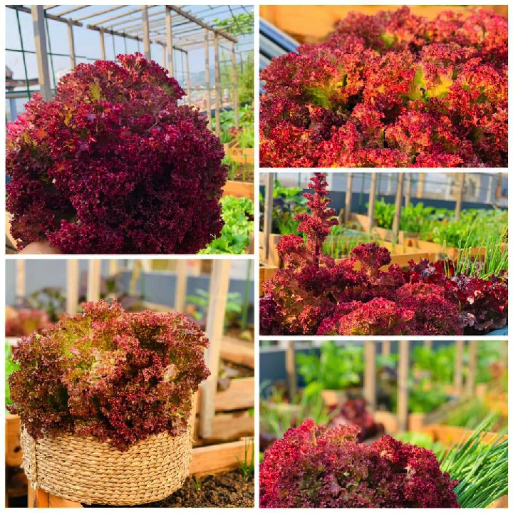 [Hạt giống Đài Loan] Gói 1.5 gam hạt giống xà lách tím Lollo Rosa