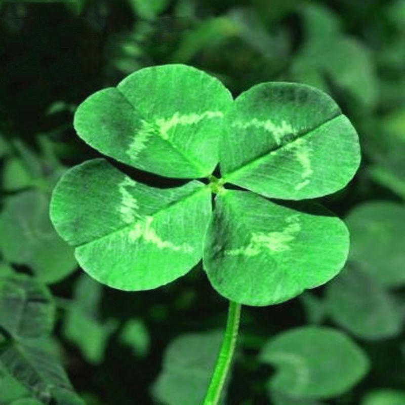 Three Leaf Clover Seeds