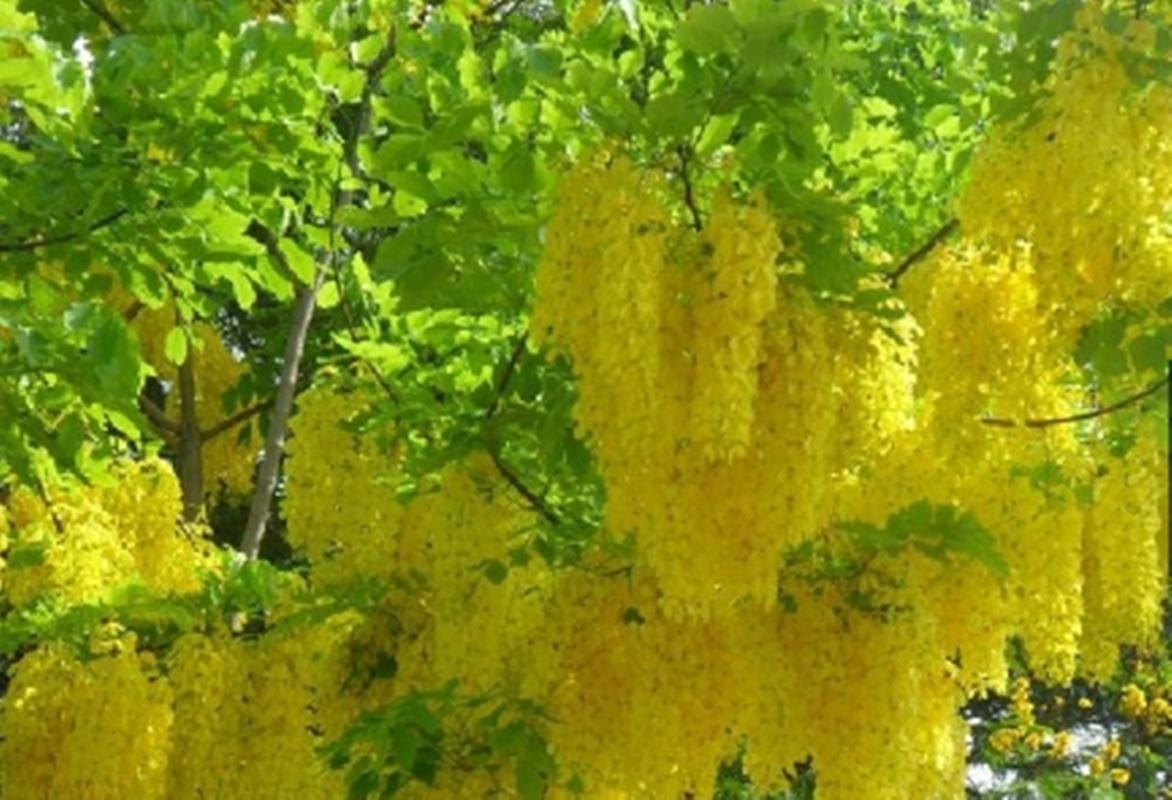 20 Hạt giống hoa Muồng hoàng yến