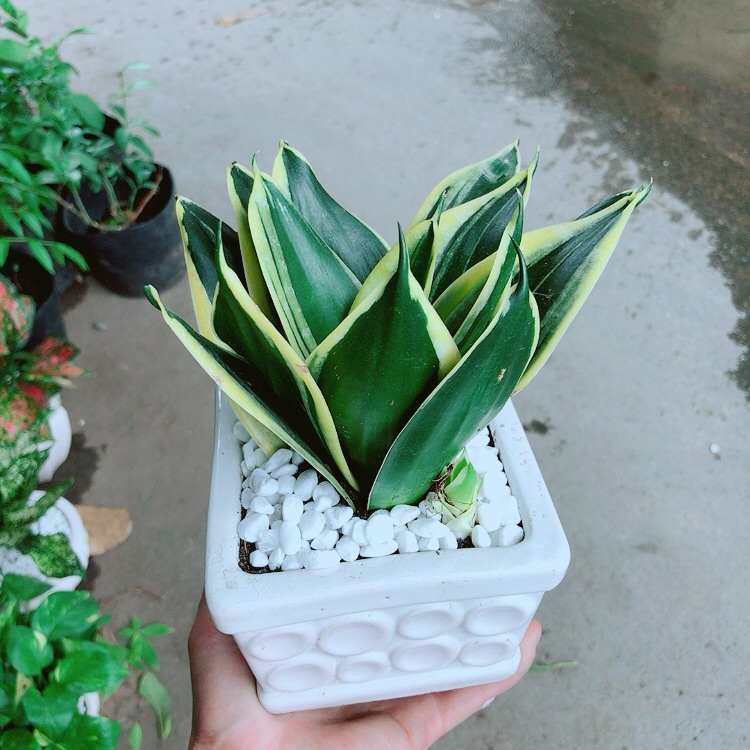 [HCM]Chậu Lưỡi Hổ Thái Xanh