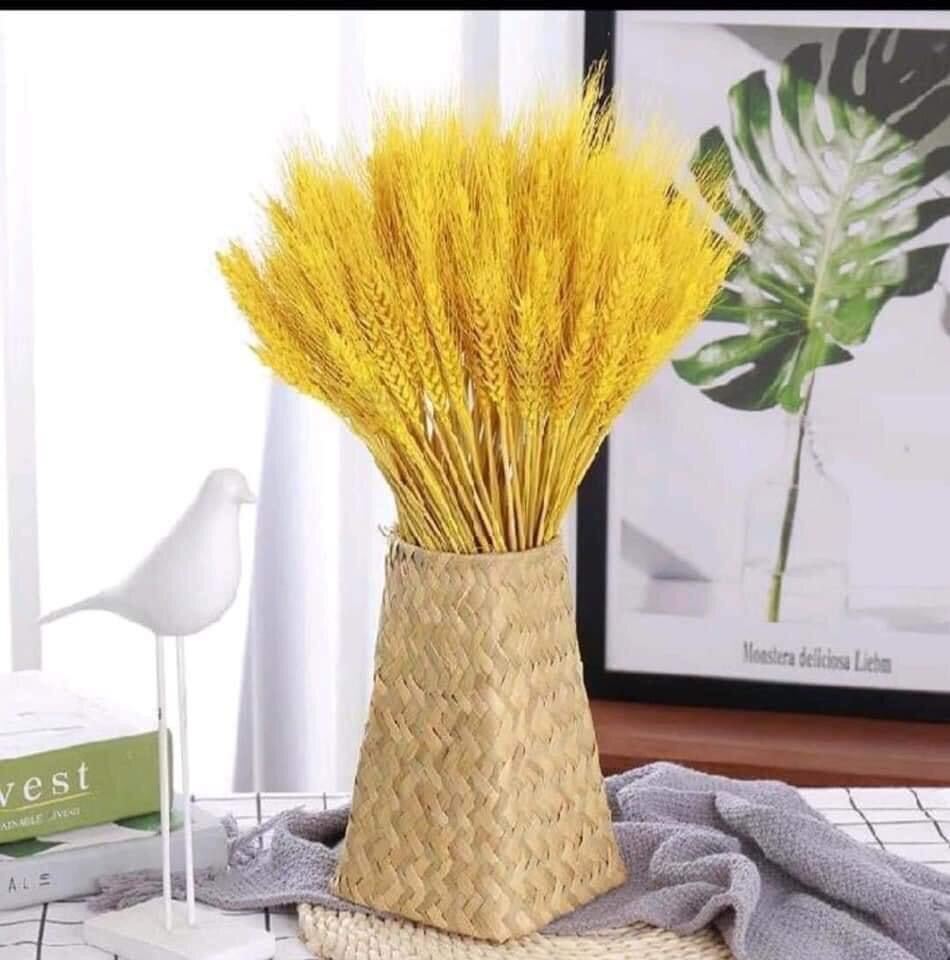 100 bông lúa mạch vàng decor trang trí Tết loại 1 ( hạnh phúc , ấm no, thịnh vượng )