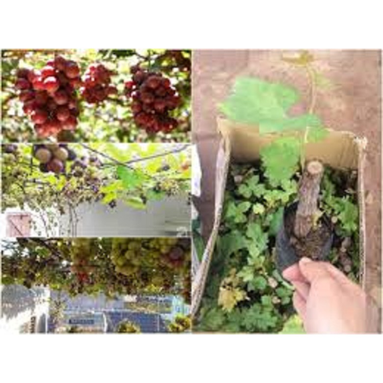 Cây giống nho lùn pháp, dòng quả sớm, siêu năng xuất, siêu kinh tế - cgnlpskt