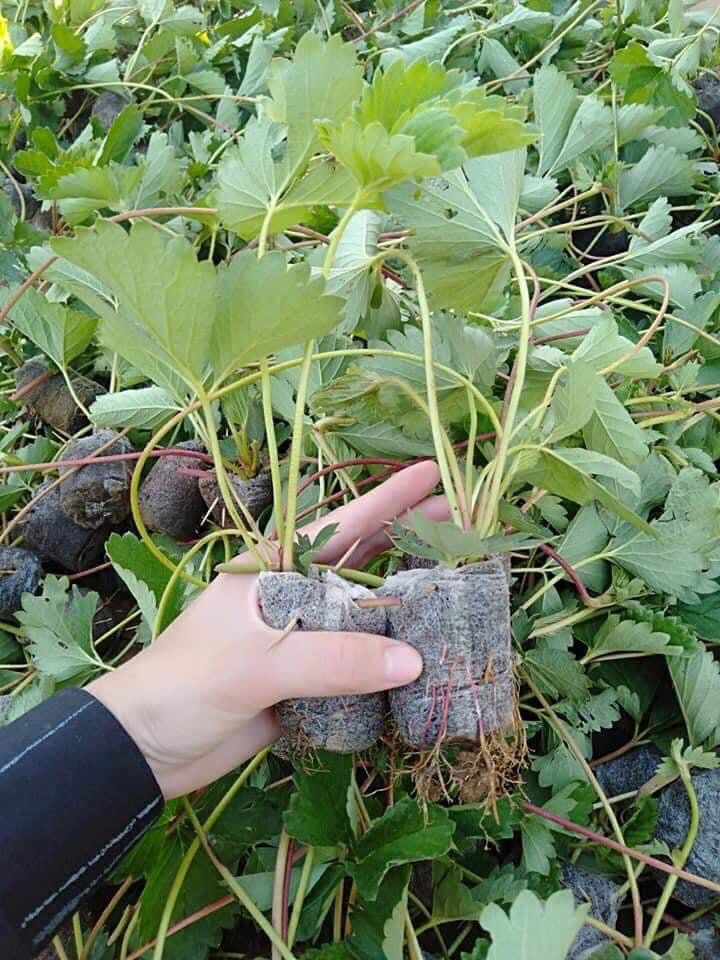 Cây giống dâu tây