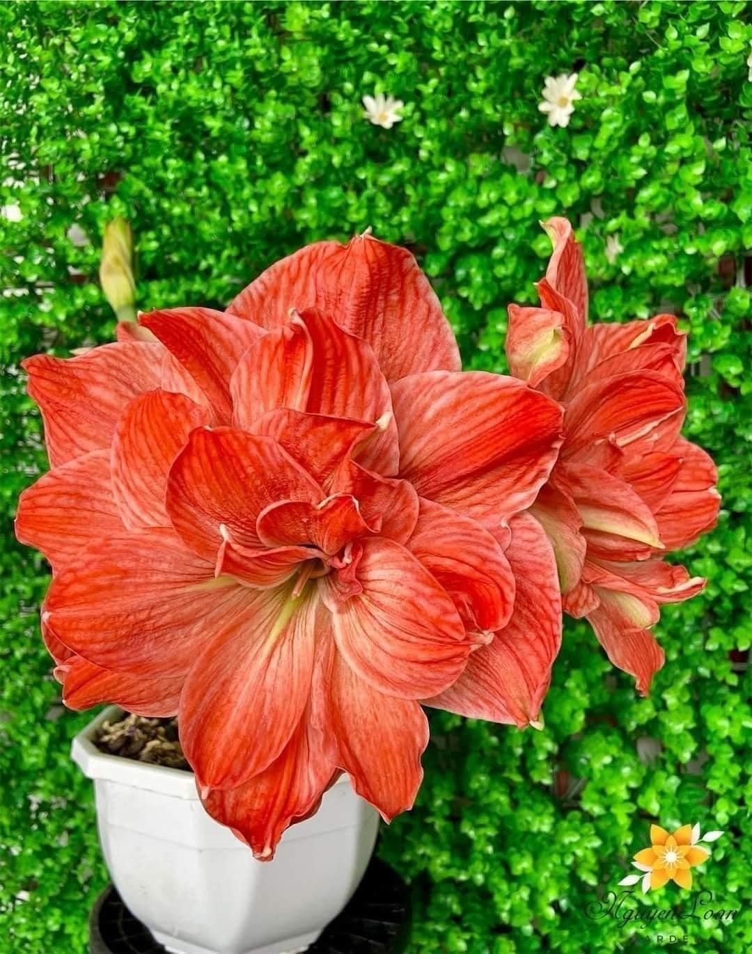 Hoa Lan Huệ- củ giống