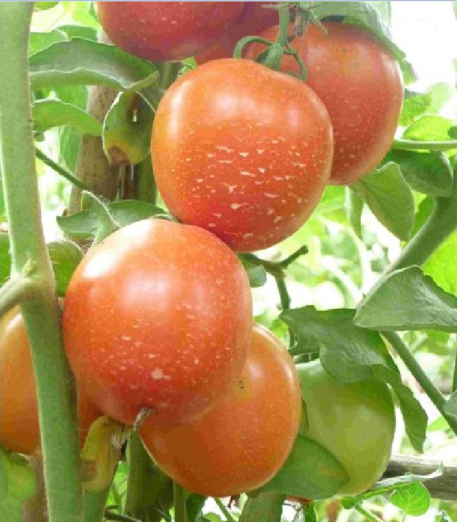 Hạt Giống hoa cúc thạch thảo mix màu/Gói 50 hạt