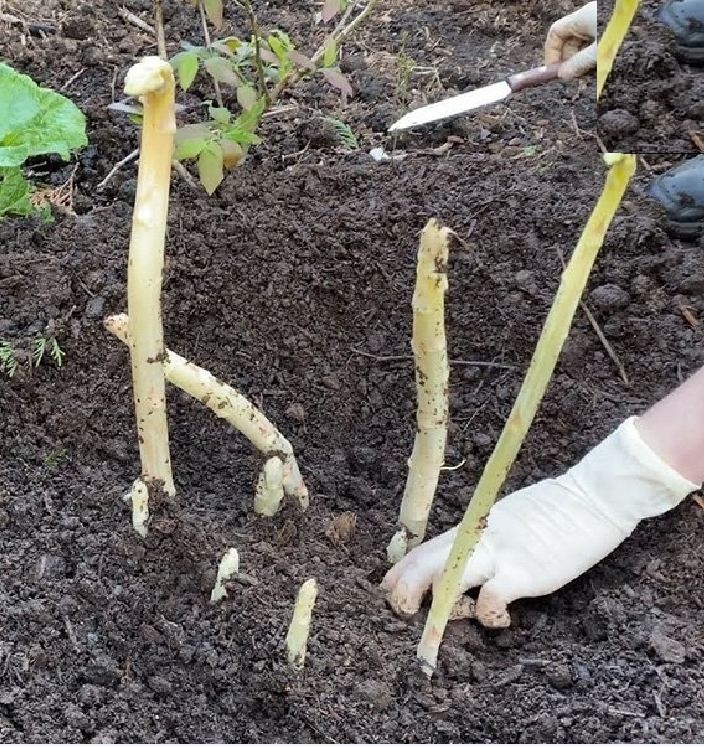 "Gói 20 "Hạt giống măng tây trắng [Seeds]