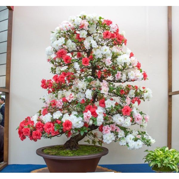 Hạt Giống Hoa Đỗ Quyên 5 Hạt