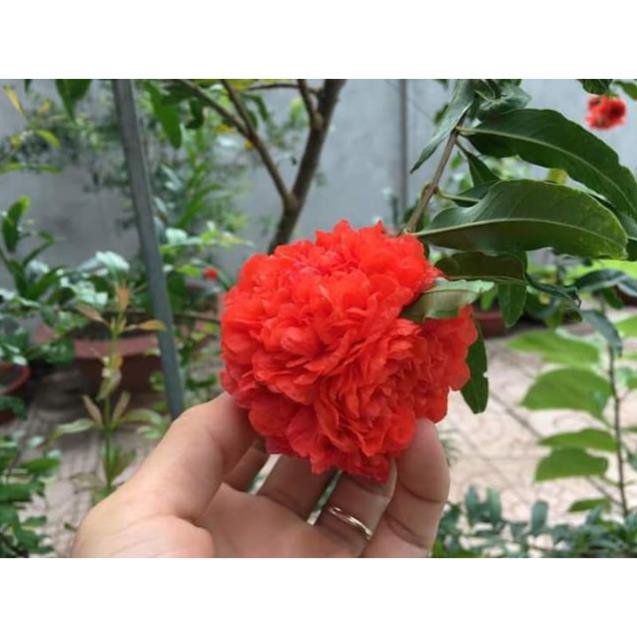 [Xả - Cắt Lỗ ] Cây Giống Lựu Hạnh Cao 90cm - 1m