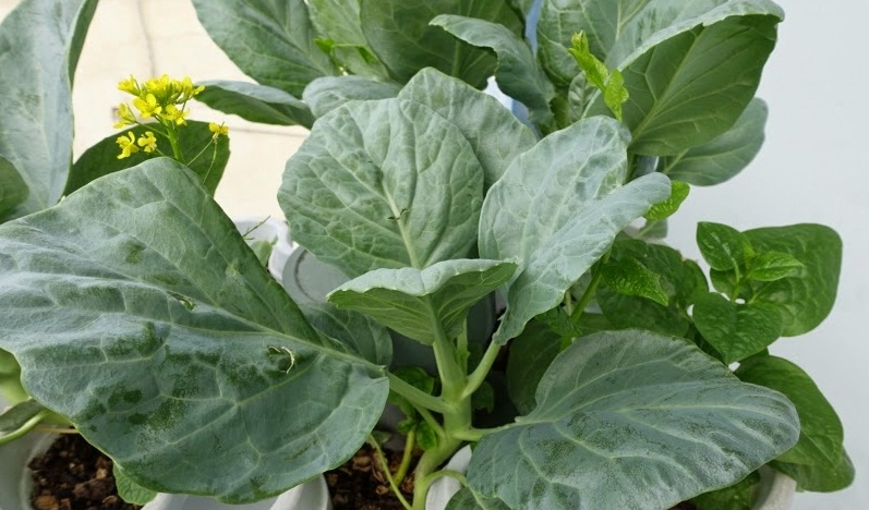 Hạt giống rau cải làn (cải rổ) - 10gr.gói