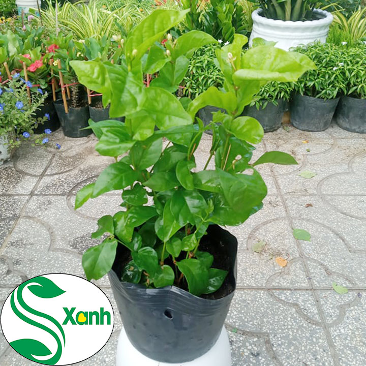 Cây Lài Trà (Lài Ta - Hoa Nhài) Cánh Kép, Bông Trắng, Hoa Thơm